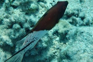 Bodianus anthioides - Zweifarben-Schweinslippfisch (Herzog-Schweinslippfisch, Lyraschwanz-Lippfisch)